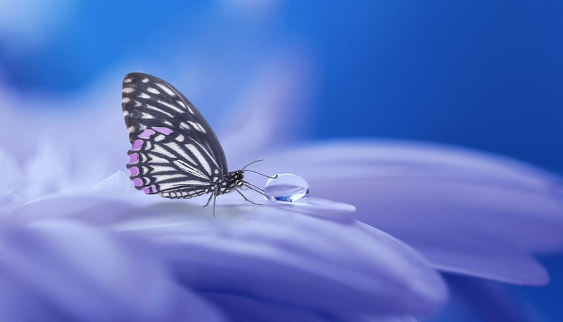 Dreams Image